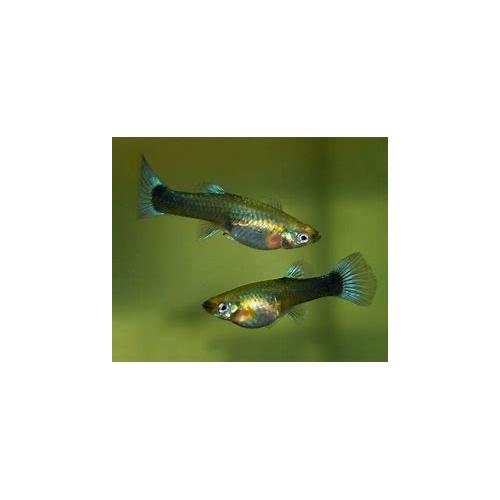 Poecilia reticulata Neon Blau - Paví oko samice 3-4cm