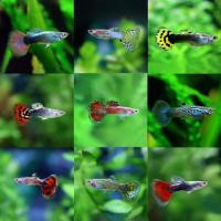 Poecilia reticulata Mixed - Paví oko mix samec 3-4cm