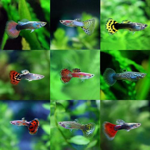 Poecilia reticulata Mixed - Paví oko mix samec 3-4cm