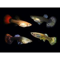 Poecilia reticulata Mixed - Paví oko mix samice 3-4cm