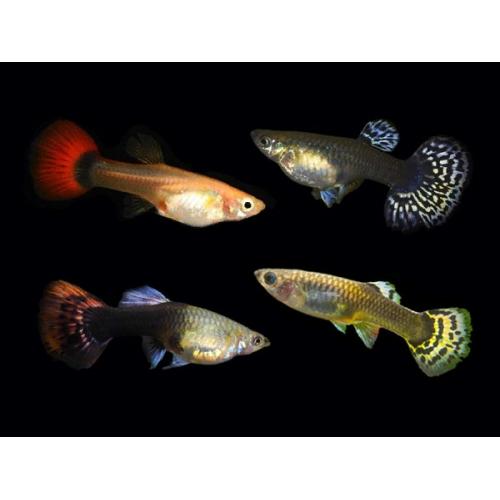 Poecilia reticulata Mixed - Paví oko mix samice 3-4cm