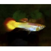 Poecilia reticulata Flamme - Paví oko samec 3-4cm