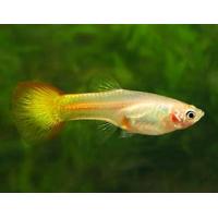 Poecilia reticulata Flamme - Paví oko samice 3-4cm