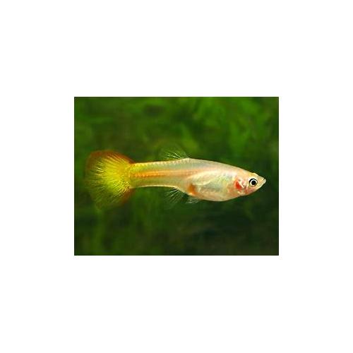 Poecilia reticulata Flamme - Paví oko samice 3-4cm