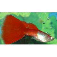 Poecilia reticulata Red - Paví oko samec 3-4cm