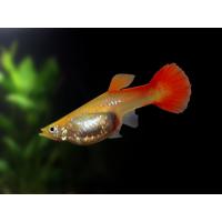 Poecilia reticulata Red - Paví oko samice 3-4cm