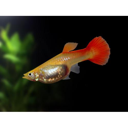 Poecilia reticulata Red - Paví oko samice 3-4cm