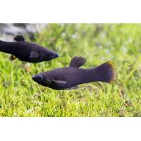 Poecilia sphenops Black - Černá molly 4-5cm