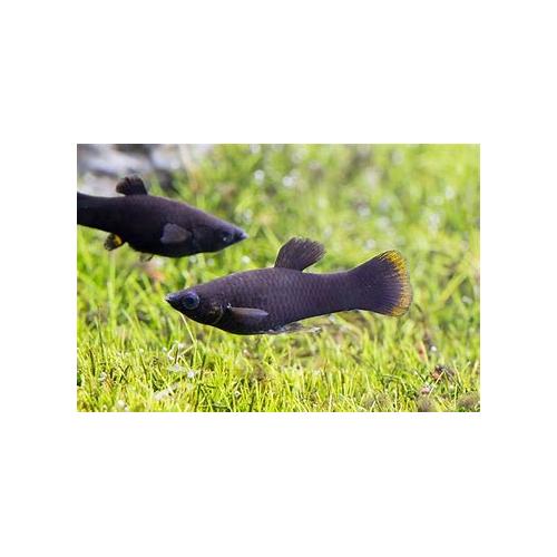 Poecilia sphenops Black - Černá molly 4-5cm