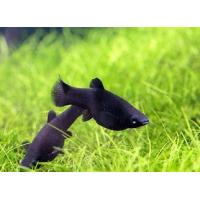 Poecilia sphenops Black - Černá molly 4-5cm