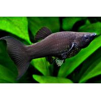 Poecilia sphenops Black - Černá molly lyrová 4-5cm