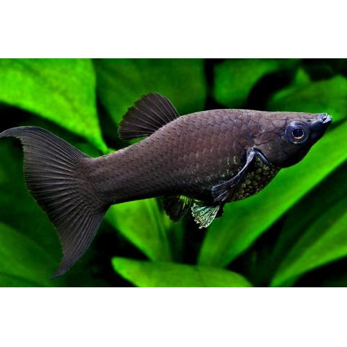 Poecilia sphenops Black - Černá molly lyrová 4-5cm