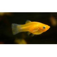 Poecilia sphenops Gold - Zlatá molly 3-4cm