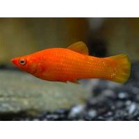 Poecilia latipinna - Oranžová molly 3-4cm