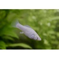 Poecilia latipinna - Stříbrná molly 3-4cm