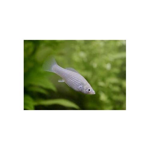 Poecilia latipinna - Stříbrná molly 3-4cm