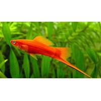 Xiphophorus helleri Red - Mečoun červený 4-5cm