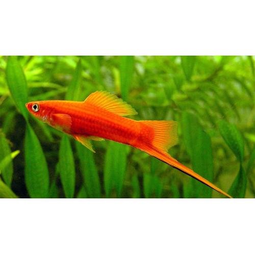 Xiphophorus helleri Red - Mečoun červený 4-5cm