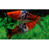 Xiphophorus helleri Tricolour - Mečoun Tricolor 4-5cm