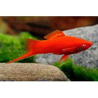 Xiphophorus helleri Wien - Mečoun vídeňský 4-5cm