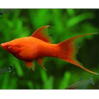 Xiphophorus helleri Wien Lyra - Mečoun vídeňský Lyra 4-5cm