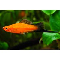 Xiphophorus helleri Wagtail Red - Mečoun WG 4-5cm