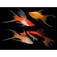 Xiphophorus helleri Lyra - Mečoun závojový 4-5cm