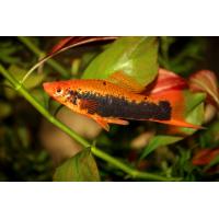 Xiphophorus helleri Tuxedo - Mečoun Tuxedo 4-5cm