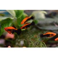 Xiphophorus helleri Tuxedo - Mečoun Tuxedo 4-5cm