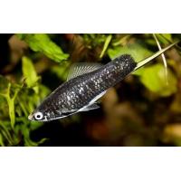 Xiphophorus helleri Black - Mečoun černý 4-5cm