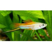 Xiphophorus helleri Ananas - Mečoun papouščí 4-5cm