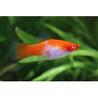 Xiphophorus helleri Koi - Mečoun koi 4-5cm