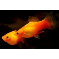 Xiphophorus maculatus Sonne - Plata sluneční 3cm