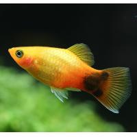 Xiphophorus maculatus Mickey Mouse Marygold - Plata 3cm