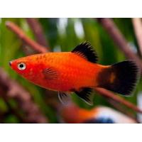 Xiphophorus maculatus WG - Plata WG 3cm