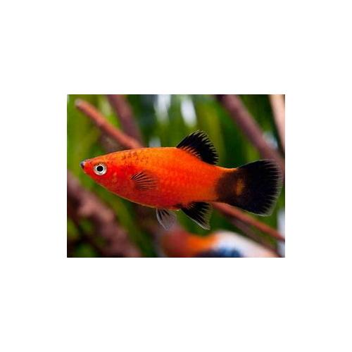 Xiphophorus maculatus WG - Plata WG 3cm