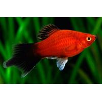 Xiphophorus maculatus WG Spitz - Plata WG mečíkatá 3cm