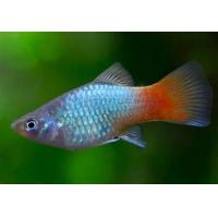 Xiphophorus maculatus Blue Coral - Plata modrá 3cm