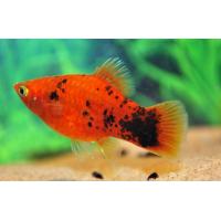 Xiphophorus maculatus Berlin - Plata 3cm