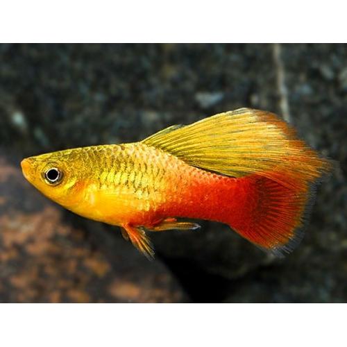 Xiphophorus variatus - Plata papouščí 3cm