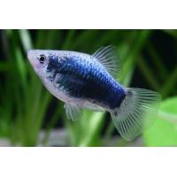 Xiphophorus maculatus Tuxedo blue - Plata Tuxedo 3cm