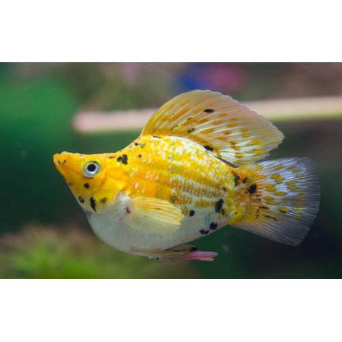 Poecilia sphenops Ballon Gold Calico - Balonová molly 3cm