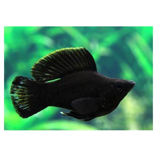 Poecilia sphenops Ballon Black - Balonová molly černá 3cm