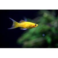 Poecilia sphenops Gold Lyra - Zlatá molly Lyra 3-4cm