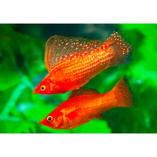 Poecilia velifera Red Gold - Živorodka velkoploutvá 6cm