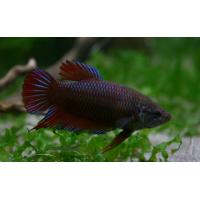 Betta splendens - Bojovnice pestrá samice 3-4cm