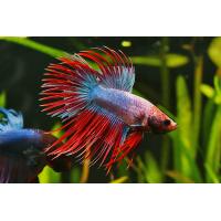 Betta splendens Crown Tail XL samec 5cm