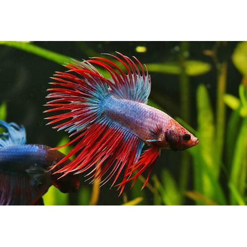Betta splendens Crown Tail XL samec 5cm