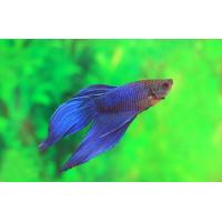 Betta splendens - Bojovnice pestrá samec modrý 5cm