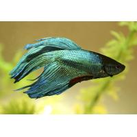 Betta splendens - Bojovnice pestrá samec zelený 5cm